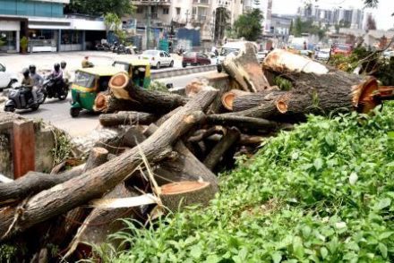 Save Bangalore Trees